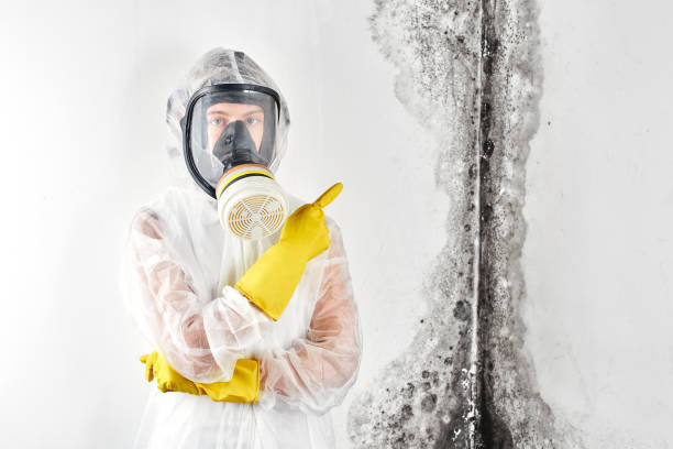 Mold Removal for HVAC Installations in North Charleroi, PA